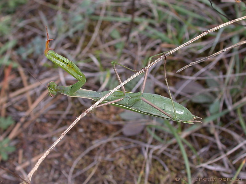 Mantis religiosa